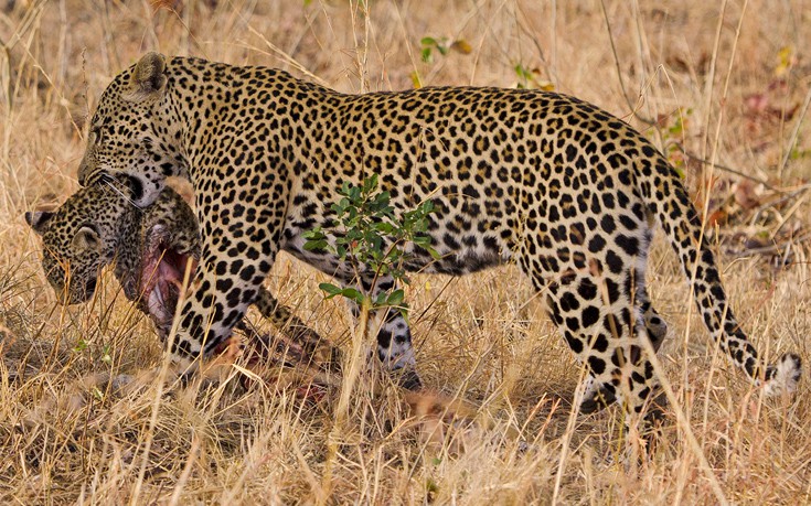 Αρσενική λεοπάρδαλη κατασπαράζει μικρό