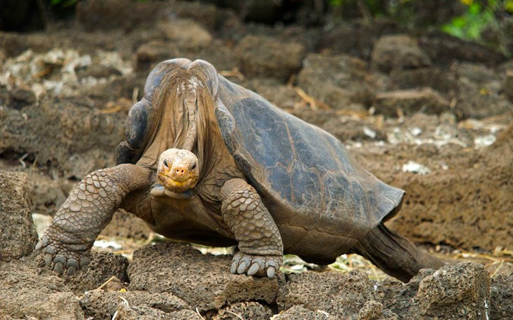 llontnsllthhnnksgs4 llontnsllthhnnksgs4