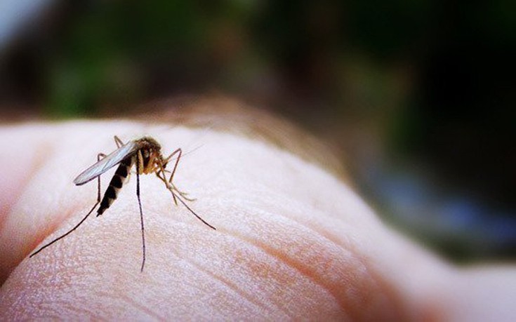 Αεροψεκασμοί στη Θεσσαλονίκη για τα κουνούπια