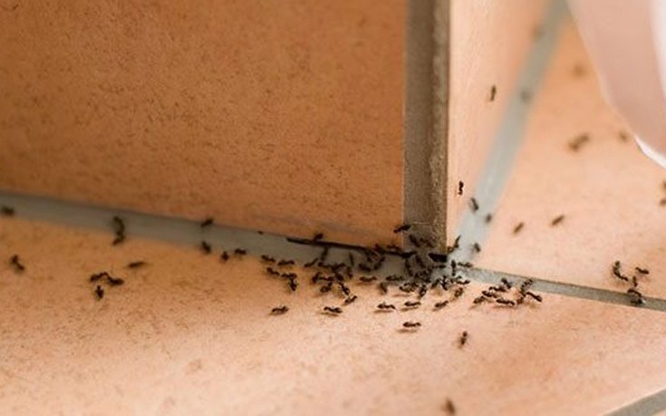 Πέντε φυσικοί τρόποι για να ξεφορτωθείτε τα μυρμήγκια από το σπίτι