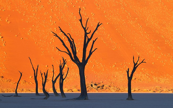 Η έντονη χρωματική αντίθεση των δέντρων με το κίτρινο φόντο των αμμόλοφων στην περιοχή Dead Vlei στη Ναμίμπια.
