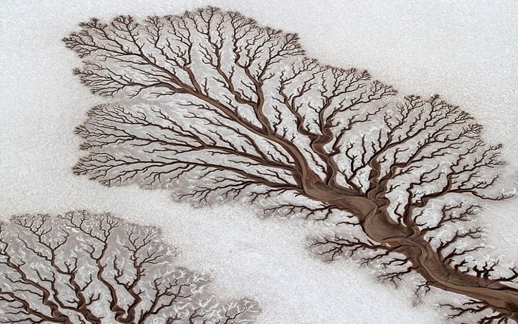Μοιάζει με παράξενο δέντρο πάνω στο χιόνι αλλά στην πραγματικότητα είναι οι απολήξεις ποταμού στην έρημο της Baja California στο Μεξικό.