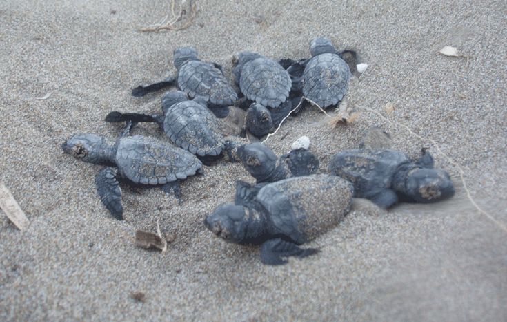 Γέμισαν με φωλιές χελωνών οι παραλίες στη Ζάκυνθο