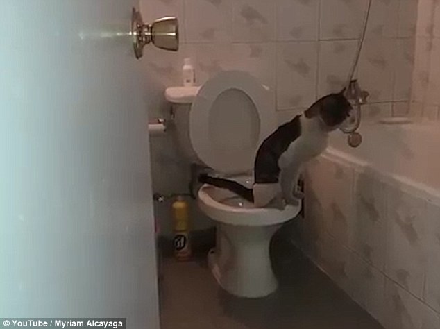 Η γάτα που πηγαίνει τουαλέτα σαν άνθρωπος