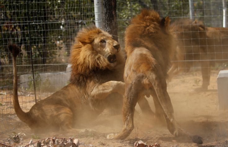 Αγέλη λιονταριών κατασπάραξε επίδοξο λαθροκυνηγό