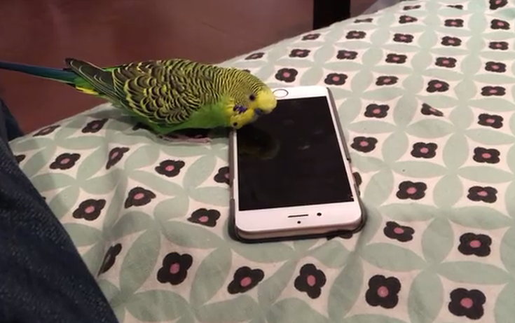 Παπαγάλος μιλάει με τη Siri στο iPhone