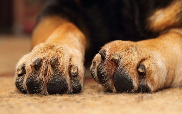Δικογραφία σε βάρος 45χρονου για τη δηλητηρίαση δύο σκύλων με φόλα στην Αριδαία