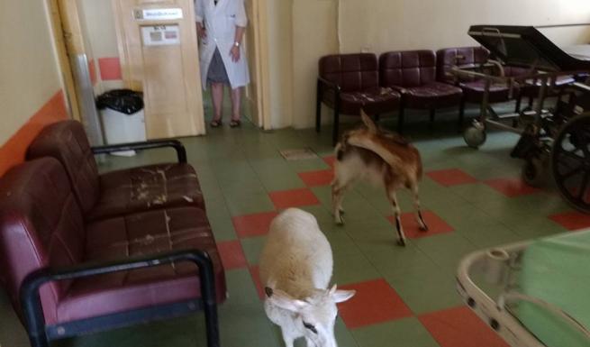 Μια γίδα και ένα πρόβατο βρήκαν δροσιά στο νοσοκομείο