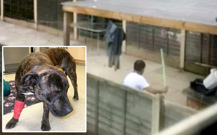 Ποινή φυλάκισης στον άνδρα που έδερνε το σκύλο του με λοστό