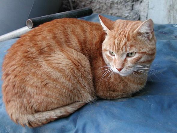 Φρίκη στον Βόλο: 88χρονος σκότωσε γάτα, την έβαλε σε πλαστική σακούλα και την πέταξε στα σκουπίδια