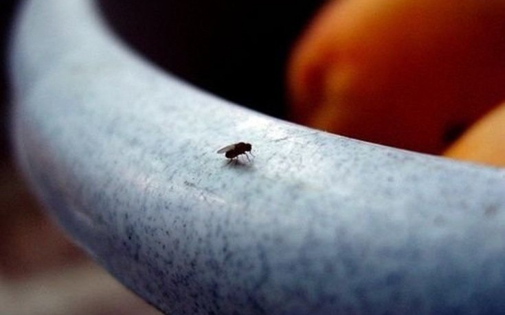 Πώς να εξαφανίσετε τις μύγες από το σπίτι σας