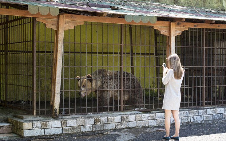 Τα δεινά μιας μικρής αρκούδας που αποτελεί ατραξιόν εστιατορίου στην Αλβανία