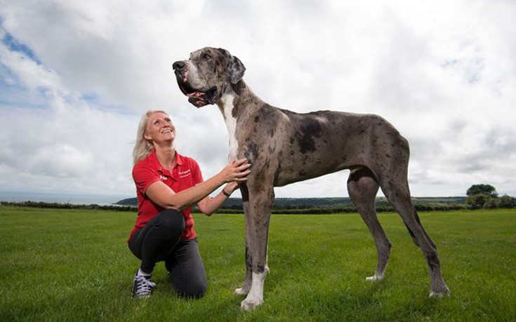 Ο γιγάντιος σκύλος&#8230; στον αγώνα για να ανακηρυχθεί ο μεγαλύτερος του κόσμου