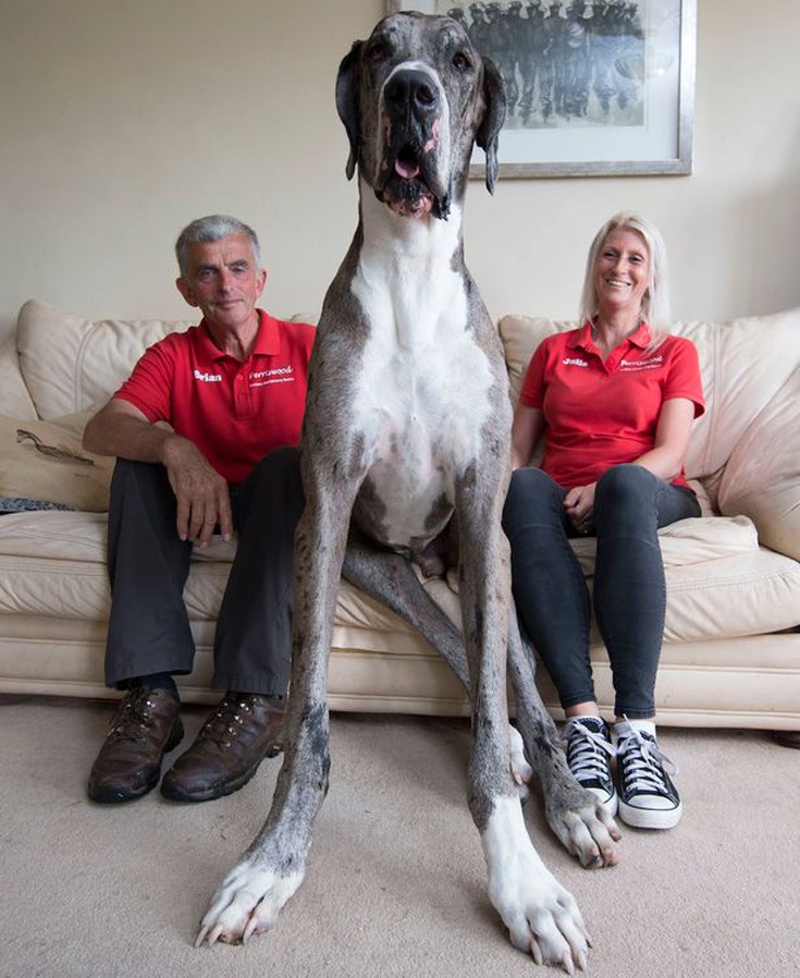 Σκύλος μεγαλύτερος σκύλος 