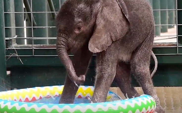 Ένας ελέφαντας και μια μικροσκοπική πισίνα σου φτιάχνουν τη διάθεση για 52 δευτερόλεπτα