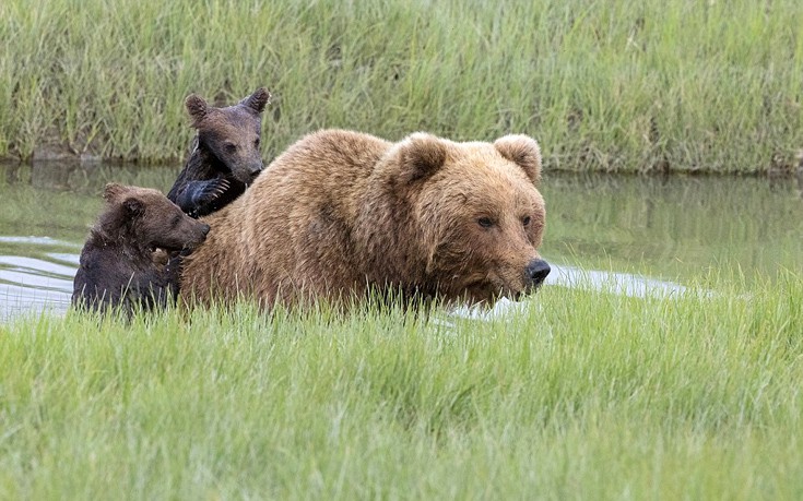 Τα οικογενειακά… βάρη της μαμάς αρκούδας