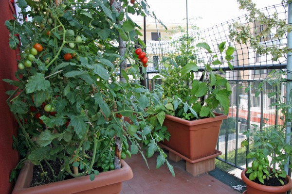 Τι λαχανικά να φυτέψετε το φθινόπωρο στον κήπο ή το μπαλκόνι σας