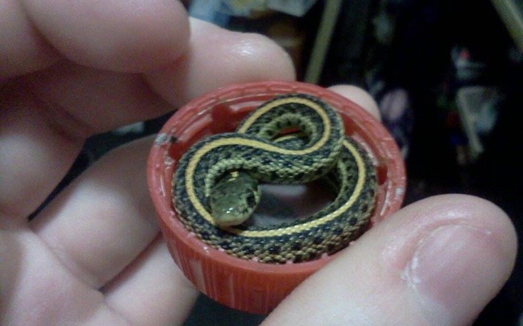 φίδια μικροσκοπικά φίδια 