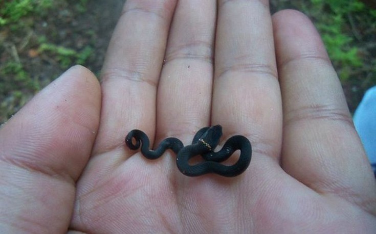 φίδια μικροσκοπικά φίδια 