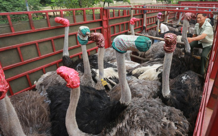 marg-ostriches