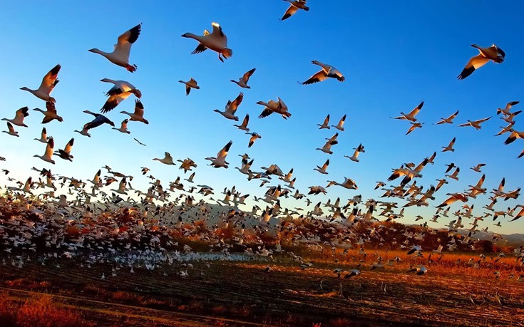 Εκδηλώσεις της «Ευρωπαϊκής Γιορτής Πουλιών» για τα μεταναστευτικά πουλιά
