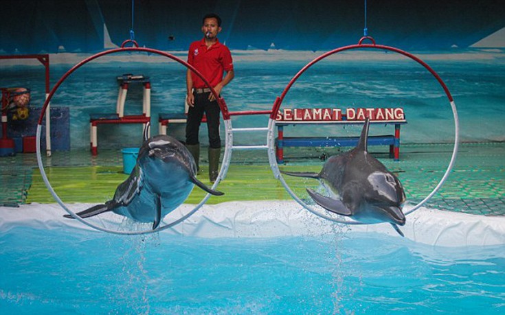 Ινδονησία δελφίνια 