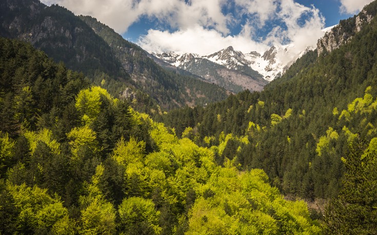 Πώς η ρύπανση «ναρκοθετεί» την υγεία των ευρωπαϊκών δασών