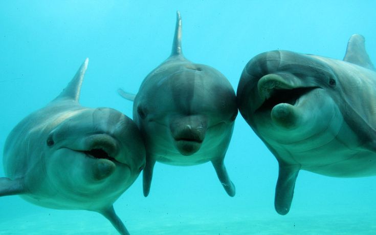 Τα δελφίνια τα λένε μεταξύ τους όπως οι άνθρωποι