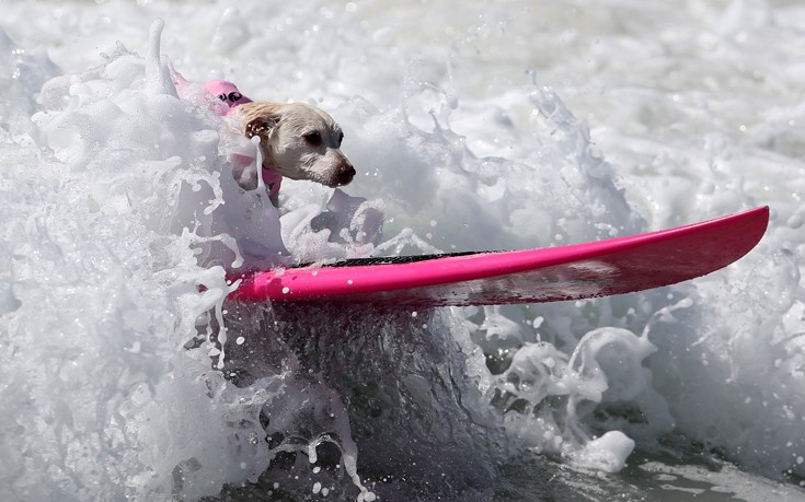 surfdogs1 surfdogs1