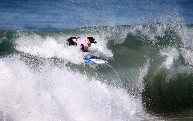 surfdogs10 surfdogs10