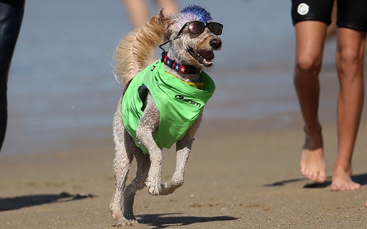 surfdogs11 surfdogs11