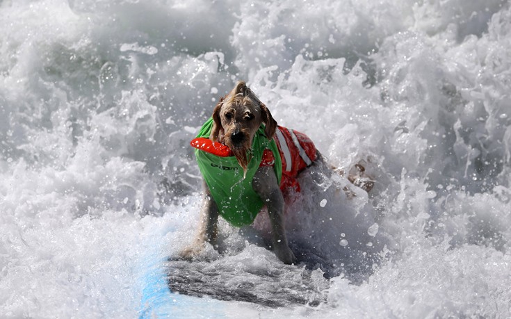 surfdogs3 surfdogs3