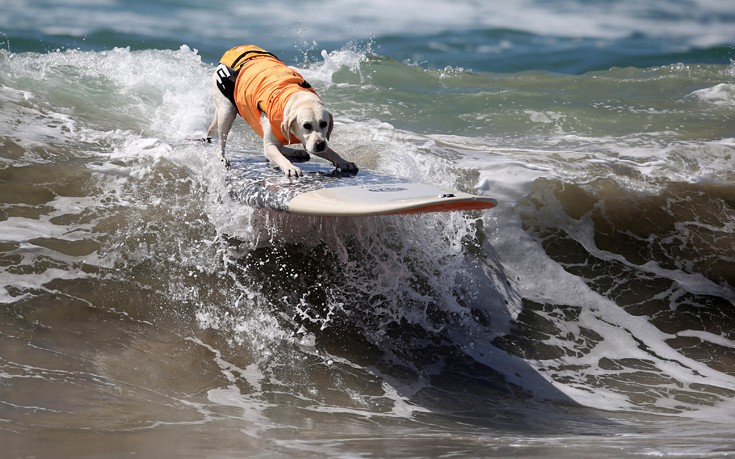 surfdogs4 surfdogs4