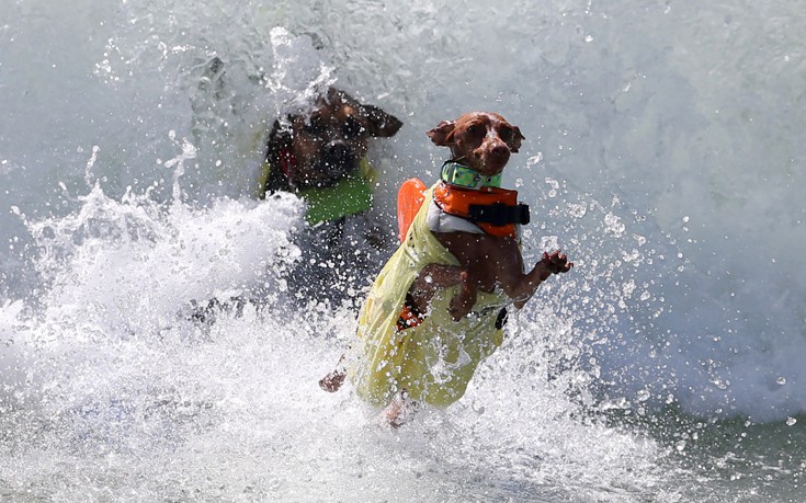 surfdogs7 surfdogs7