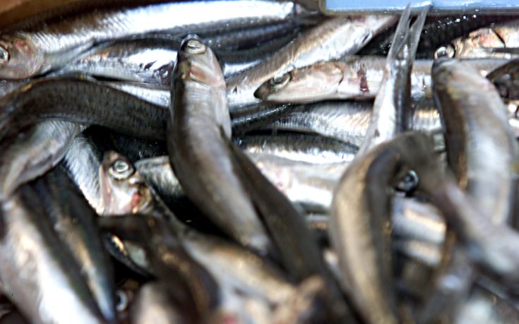 Ελληνικά τα περισσότερα φρέσκα ψάρια που καταλήγουν στο πιάτο μας