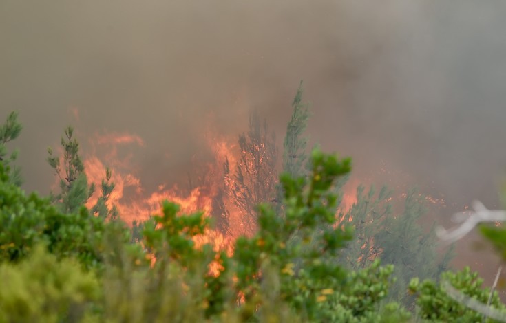 Μεγάλη φωτιά σε αγροτική περιοχή με ελαιώνες στη Λάρισα