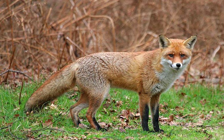 Ξεκινά ο εμβολιασμός των αλεπούδων κατά της λύσσας