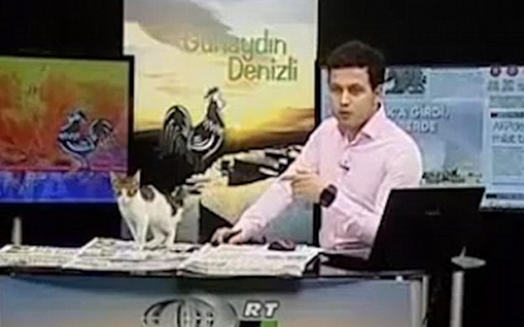 Γάτα μπήκε στο πλατό και διέκοψε τηλεοπτική εκπομπή