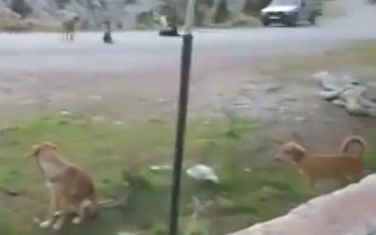 Τουρκία σκύλοι κοιλάδα των εγκαταλελειμμένων σκύλων 