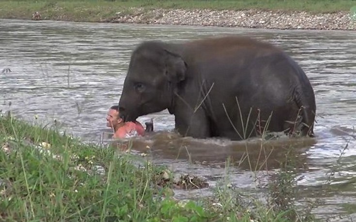Ελέφαντας βουτά στο νερό να σώσει τον σωτήρα του