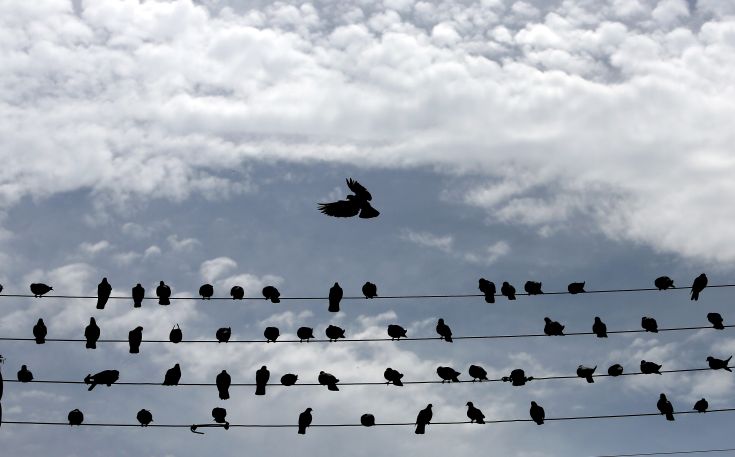 Λαθροθήρες εγκλώβισαν δεκάδες πουλιά μέσα σε δίχτυ σε ελαιώνα στην Πρέβεζα