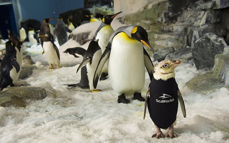 Ο αξιολάτρευτος πιγκουίνος με την ειδική στολή