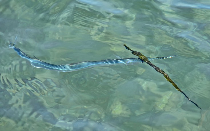 ΤΡΟΠΙΚΟ ΨΑΡΙ ΦΙΣΤΟΥΛΑΡΙΑ ΤΡΟΠΙΚΟ ΨΑΡΙ ΦΙΣΤΟΥΛΑΡΙΑ