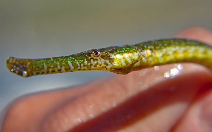 ΤΡΟΠΙΚΟ ΨΑΡΙ ΦΙΣΤΟΥΛΑΡΙΑ ΤΡΟΠΙΚΟ ΨΑΡΙ ΦΙΣΤΟΥΛΑΡΙΑ