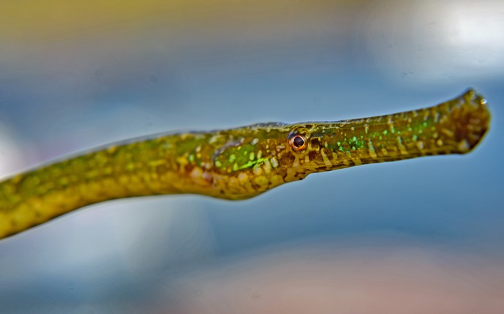 ΤΡΟΠΙΚΟ ΨΑΡΙ ΦΙΣΤΟΥΛΑΡΙΑ ΤΡΟΠΙΚΟ ΨΑΡΙ ΦΙΣΤΟΥΛΑΡΙΑ