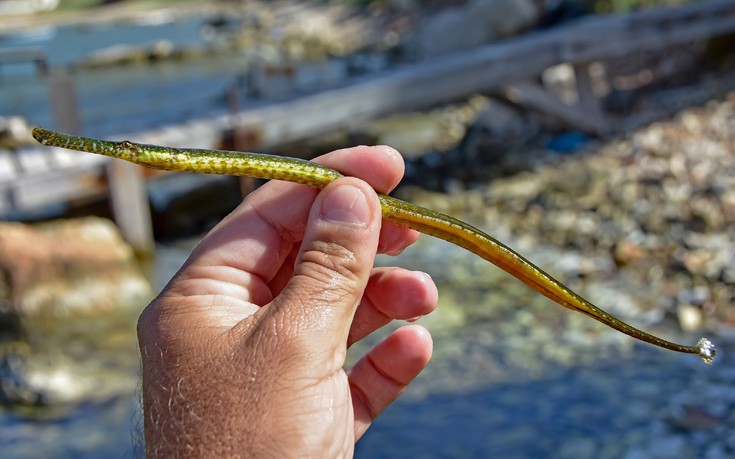 ΤΡΟΠΙΚΟ ΨΑΡΙ ΦΙΣΤΟΥΛΑΡΙΑ ΤΡΟΠΙΚΟ ΨΑΡΙ ΦΙΣΤΟΥΛΑΡΙΑ