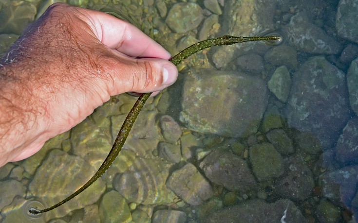 ΤΡΟΠΙΚΟ ΨΑΡΙ ΦΙΣΤΟΥΛΑΡΙΑ ΤΡΟΠΙΚΟ ΨΑΡΙ ΦΙΣΤΟΥΛΑΡΙΑ