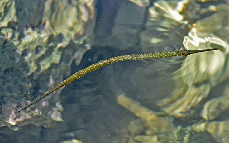 ΤΡΟΠΙΚΟ ΨΑΡΙ ΦΙΣΤΟΥΛΑΡΙΑ ΤΡΟΠΙΚΟ ΨΑΡΙ ΦΙΣΤΟΥΛΑΡΙΑ