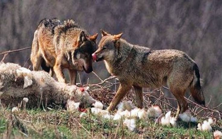 «Λύκοι αφανίζουν τα κοπάδια μας στην Ορεινή Τριχωνίδα»