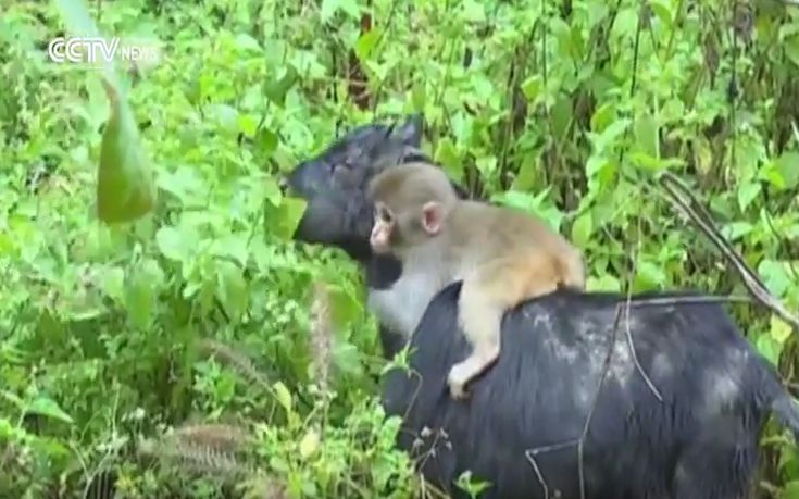 Η κατσίκα ως μέσο μεταφοράς για μια… μαϊμού